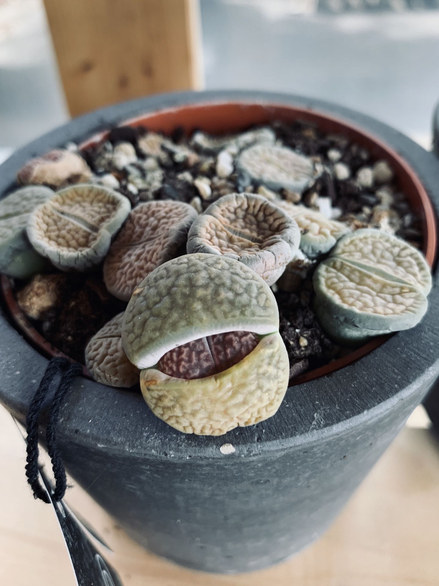 Lithops