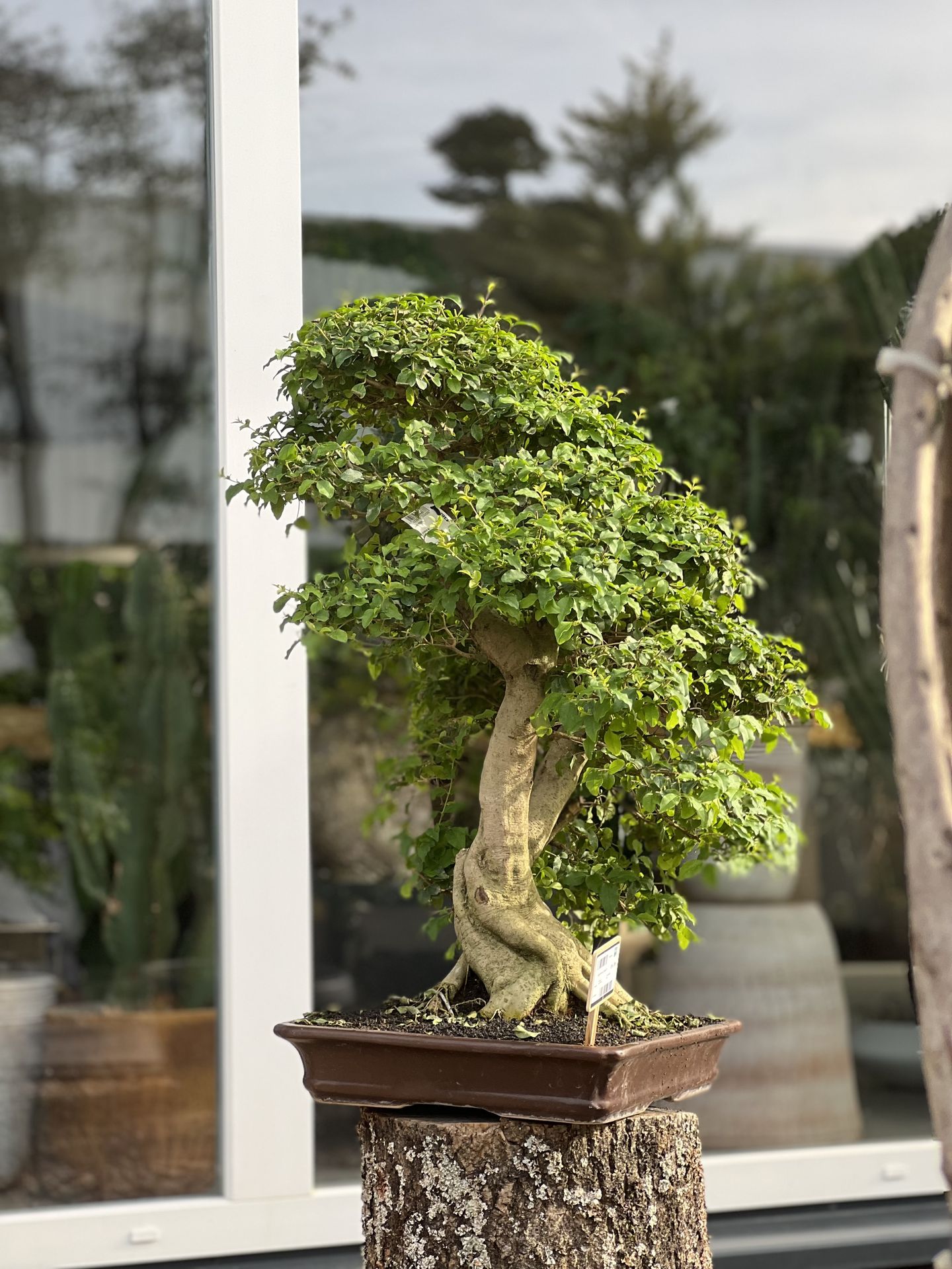 Ligustrum sp.