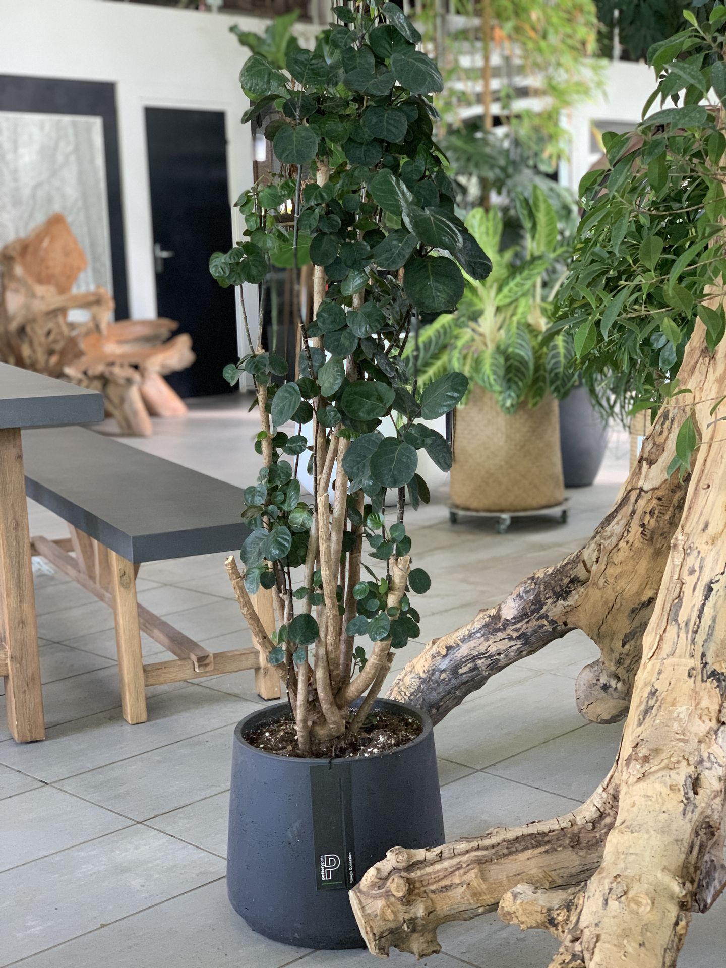 Aralia
