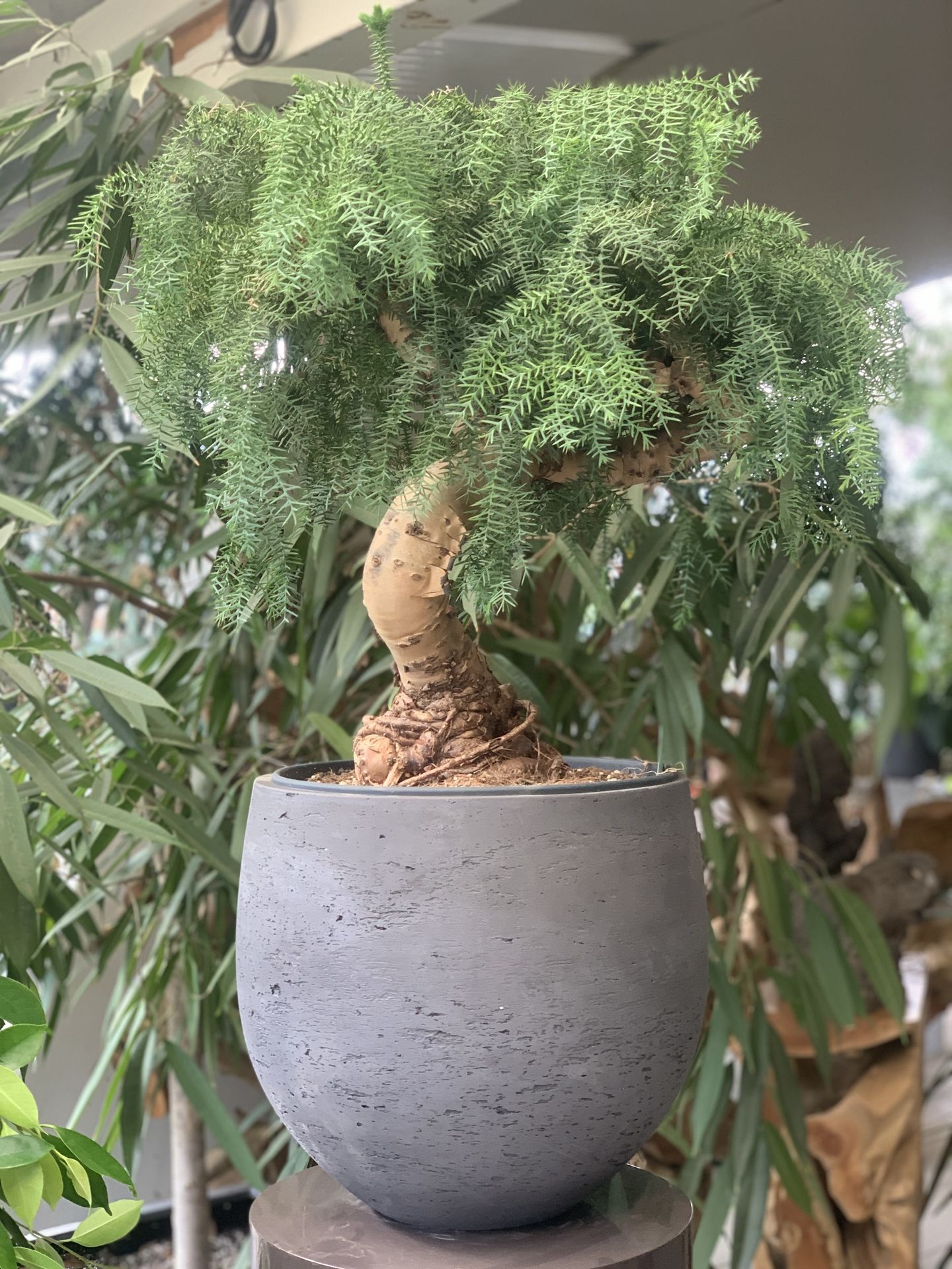 Araucaria Cunninghamii