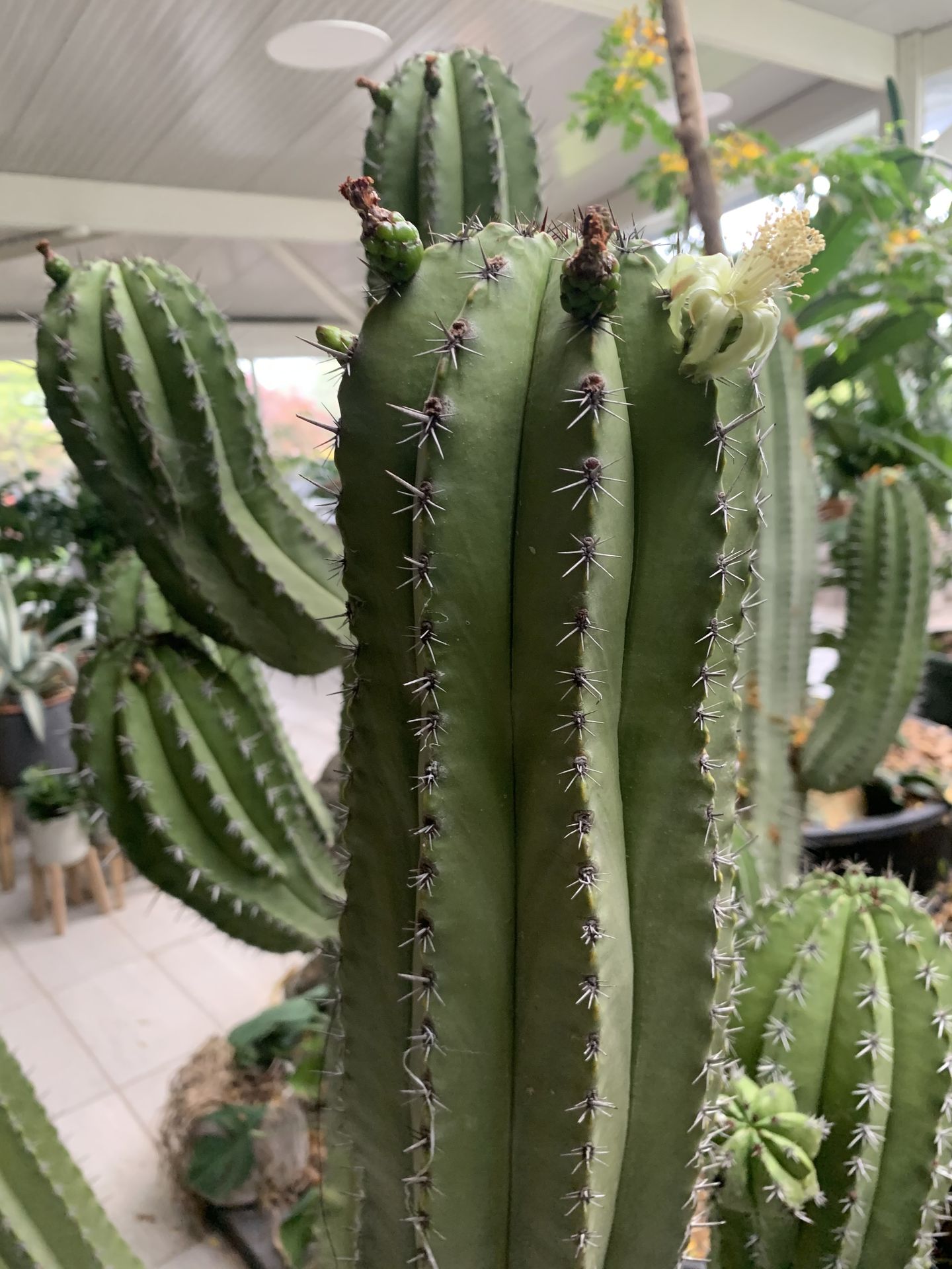 Polaskia Chichipe