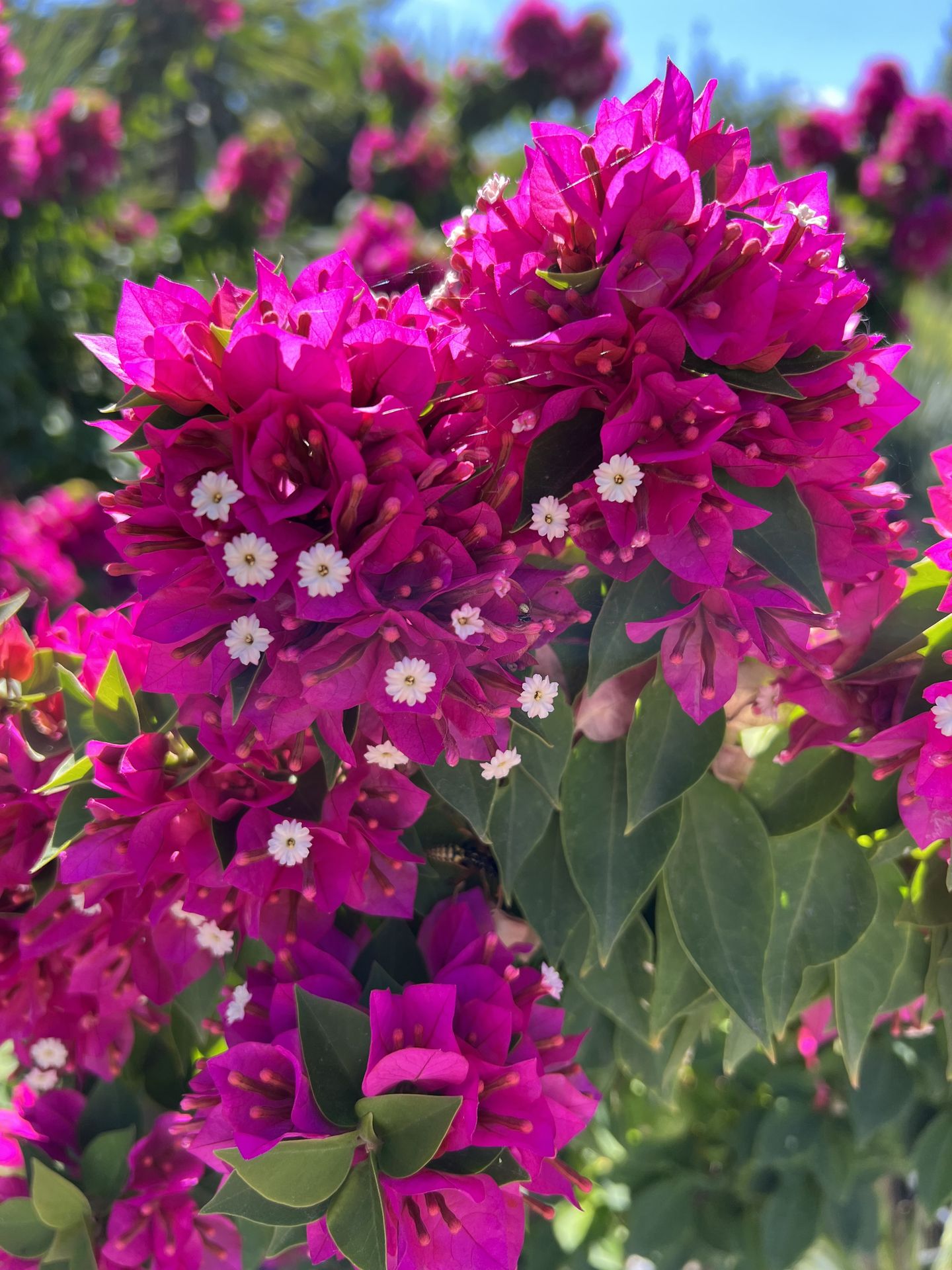Bougainvillier Mini Thaï