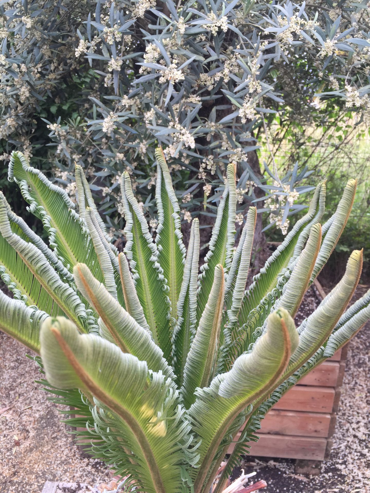 Cycas Revoluta
