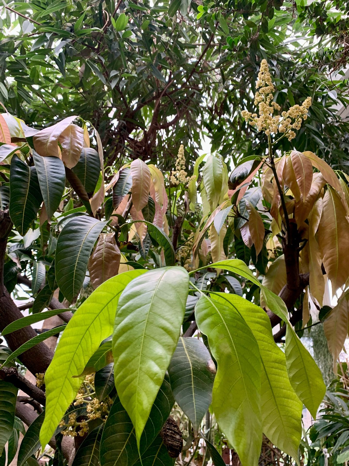 Mangifera indica