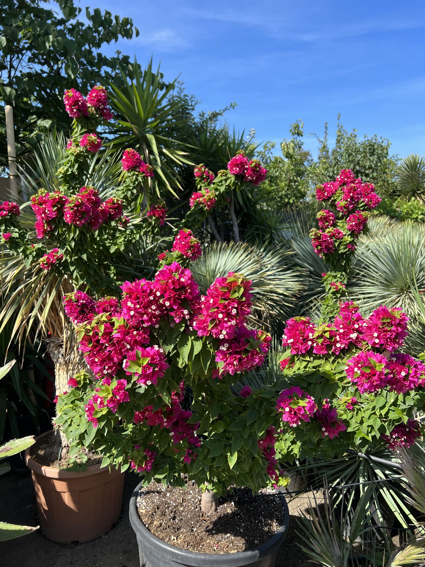 Bougainvillier Mini Thaï