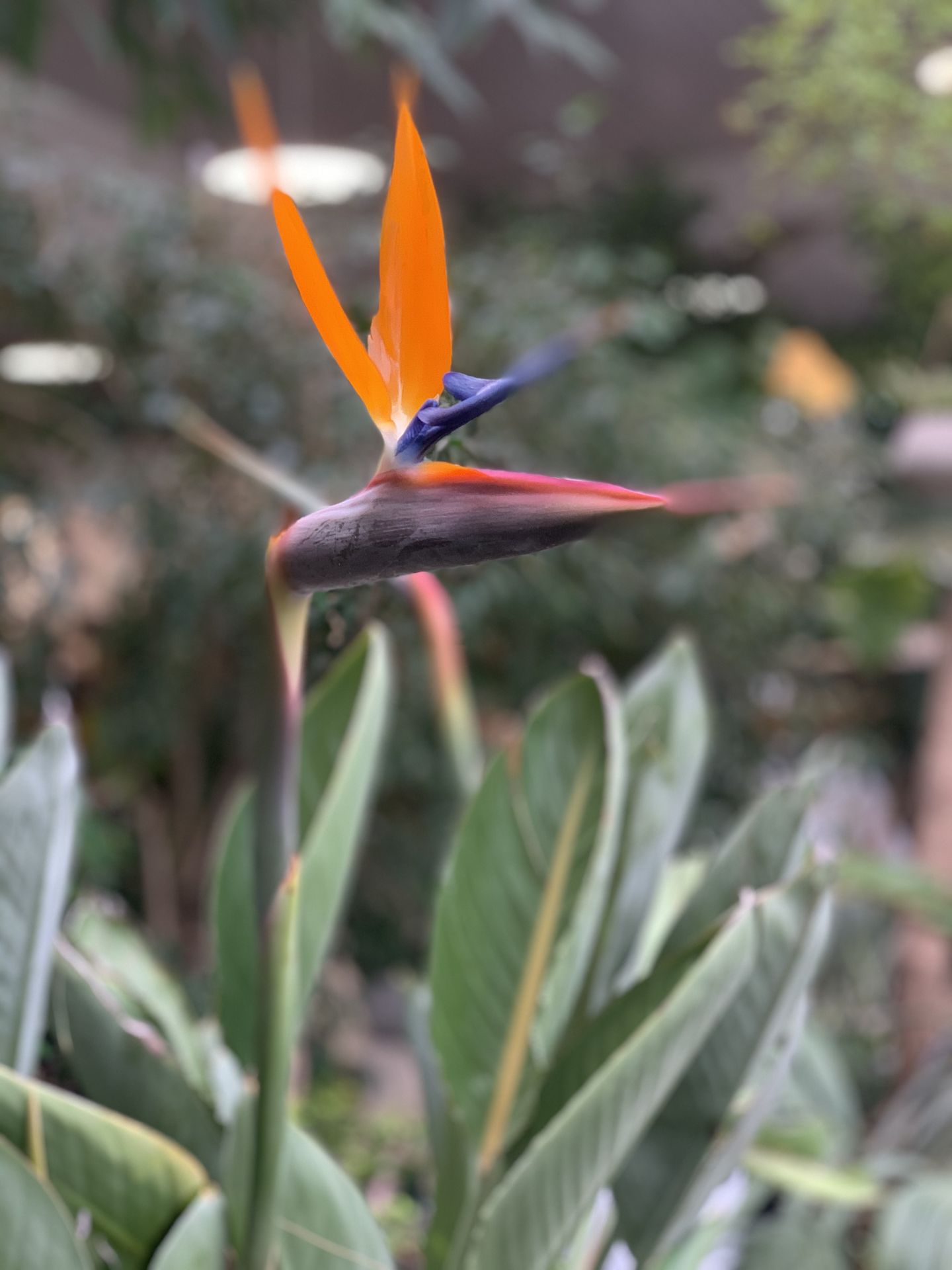 Strelizia Nicolai