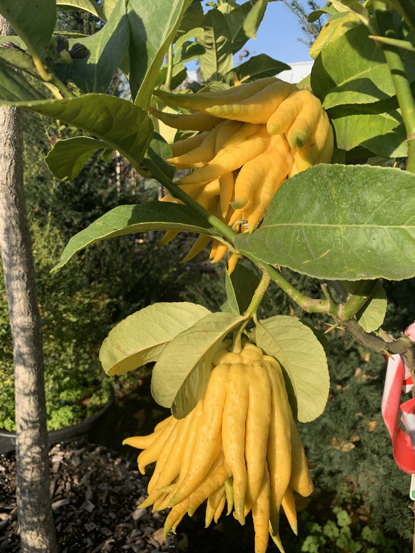 Citrus Main de Buddha