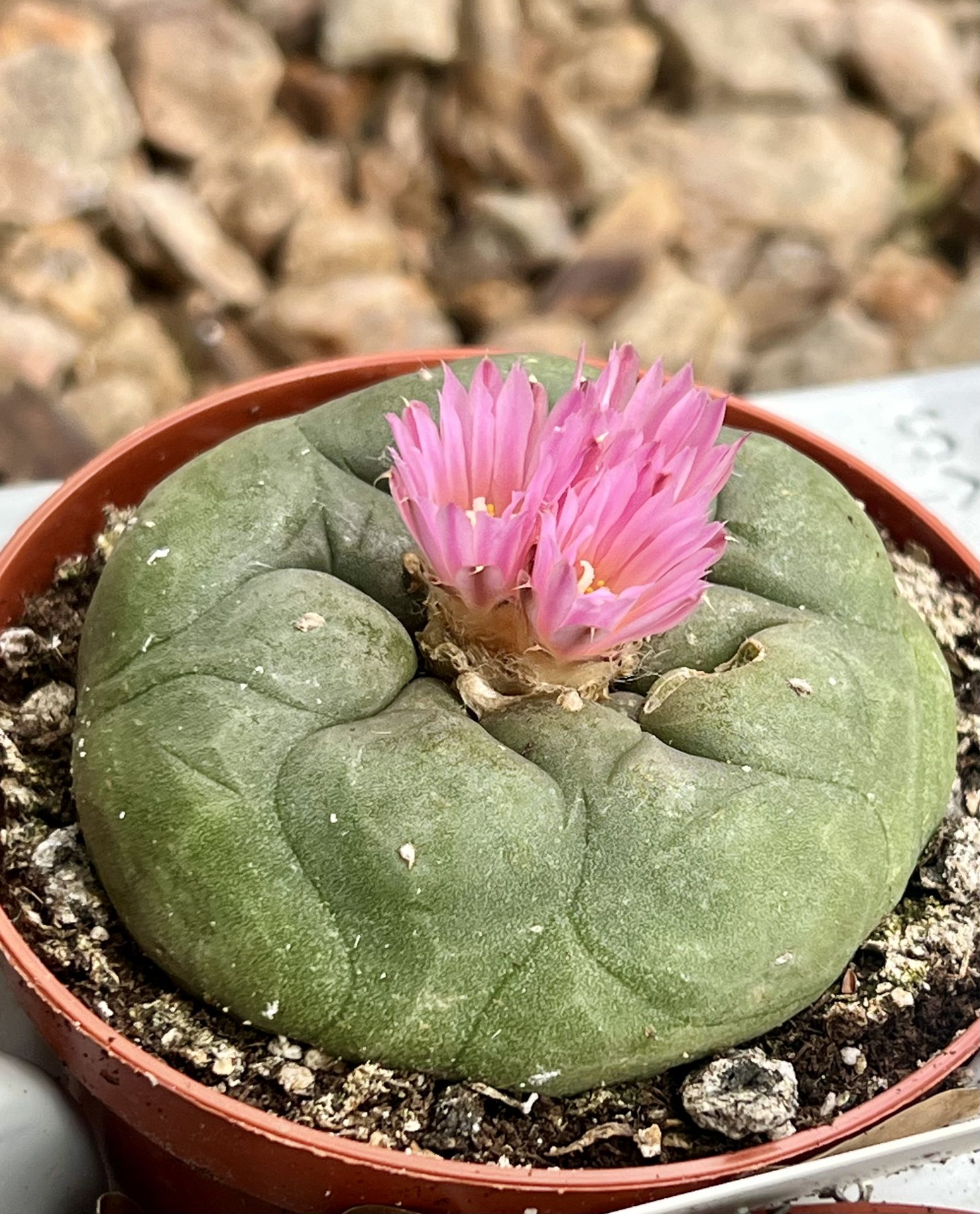 Lophophora