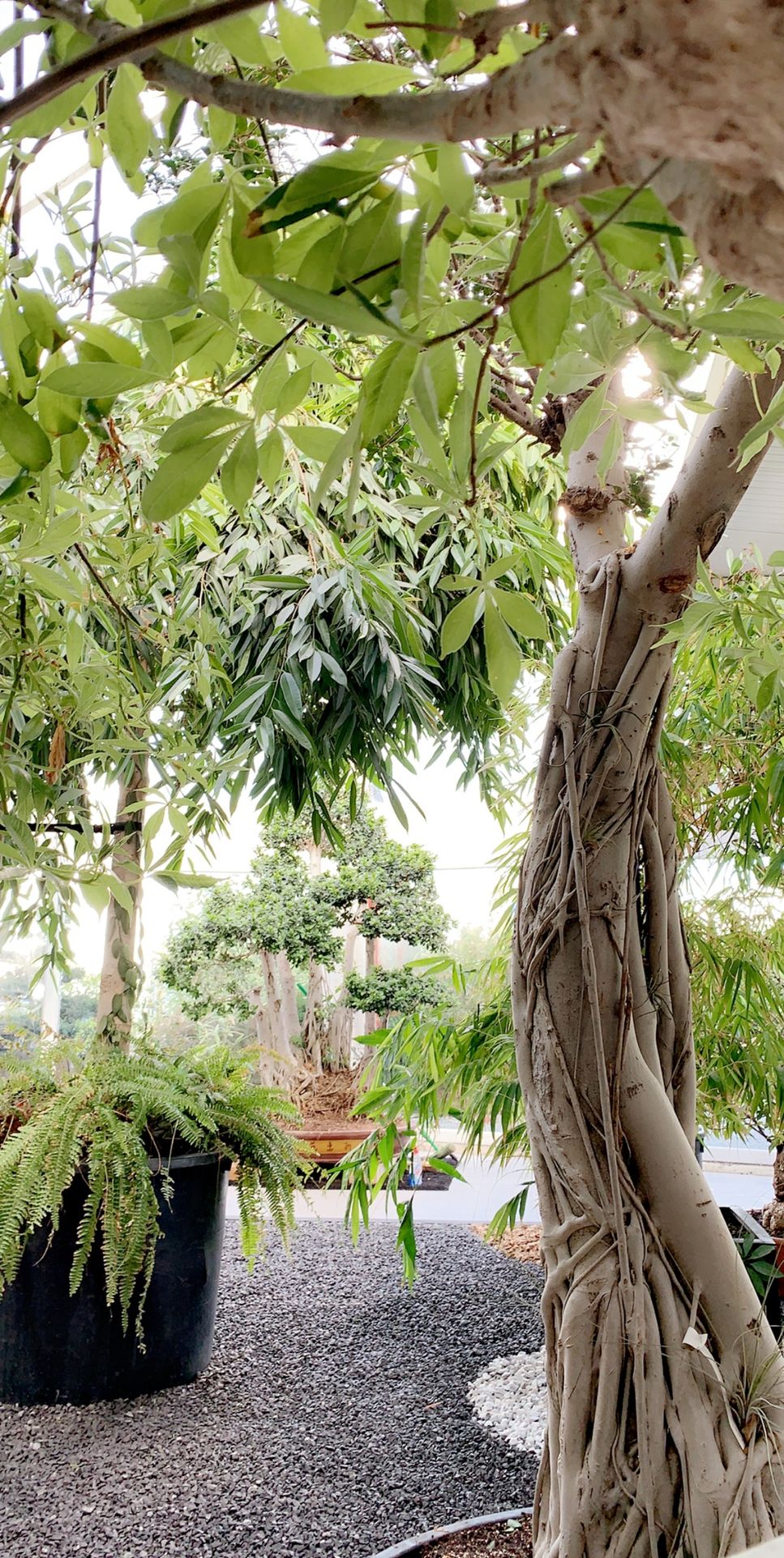 Ficus Microcarpa Banyan