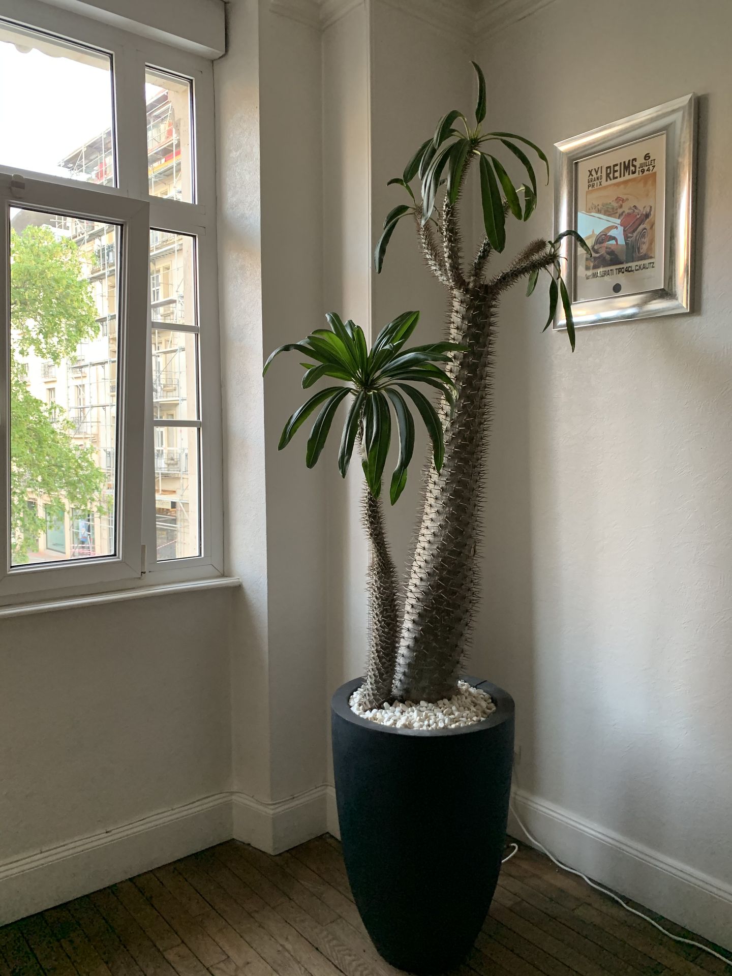 Pachypodium Lamerii