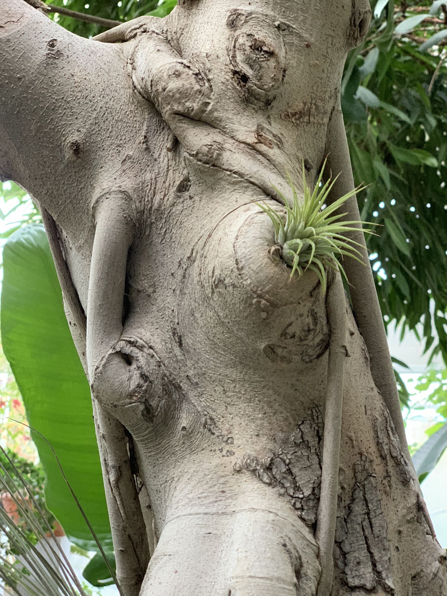 Épiphyte